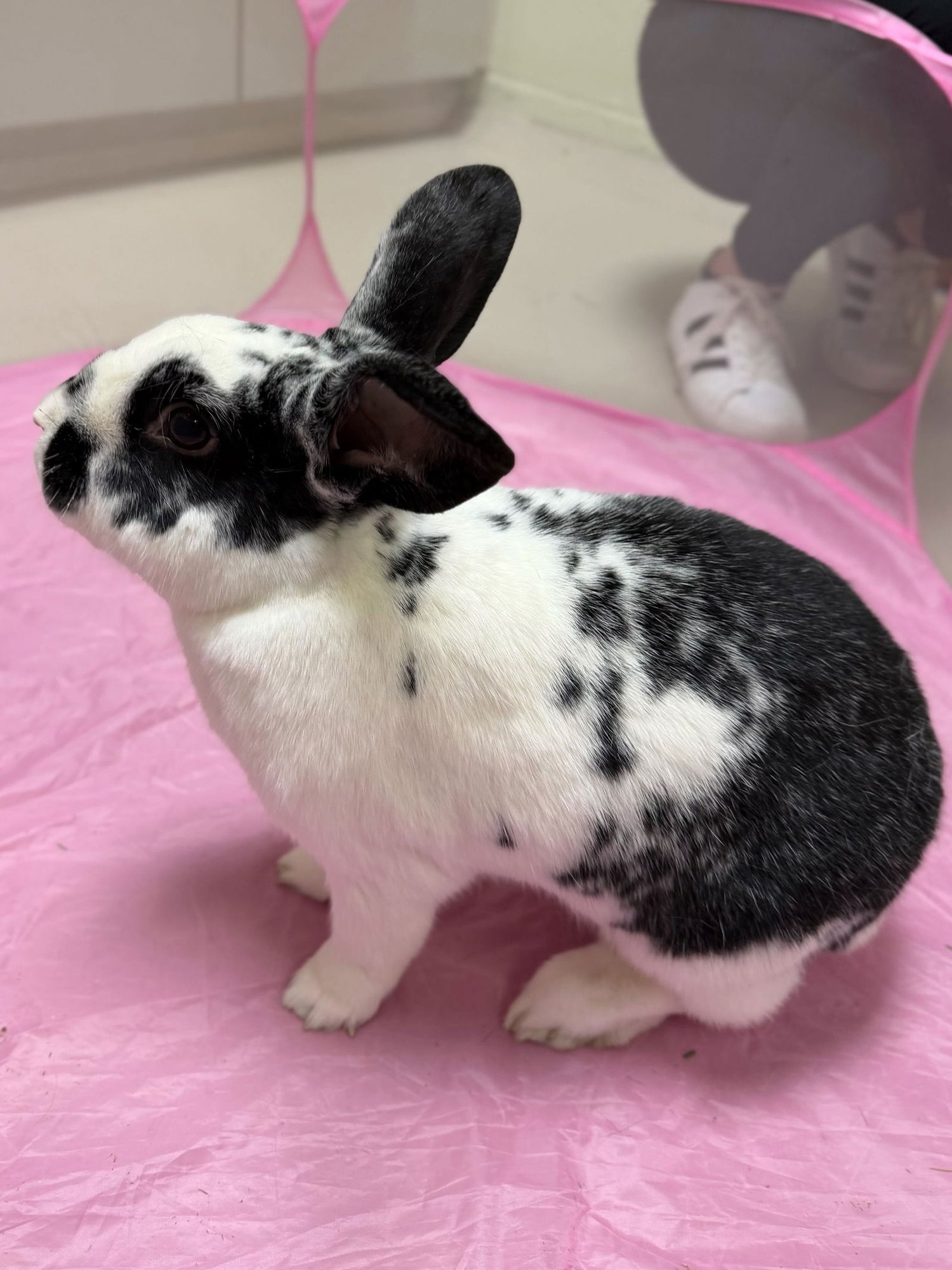 B.B. - New Zealand available for adoption