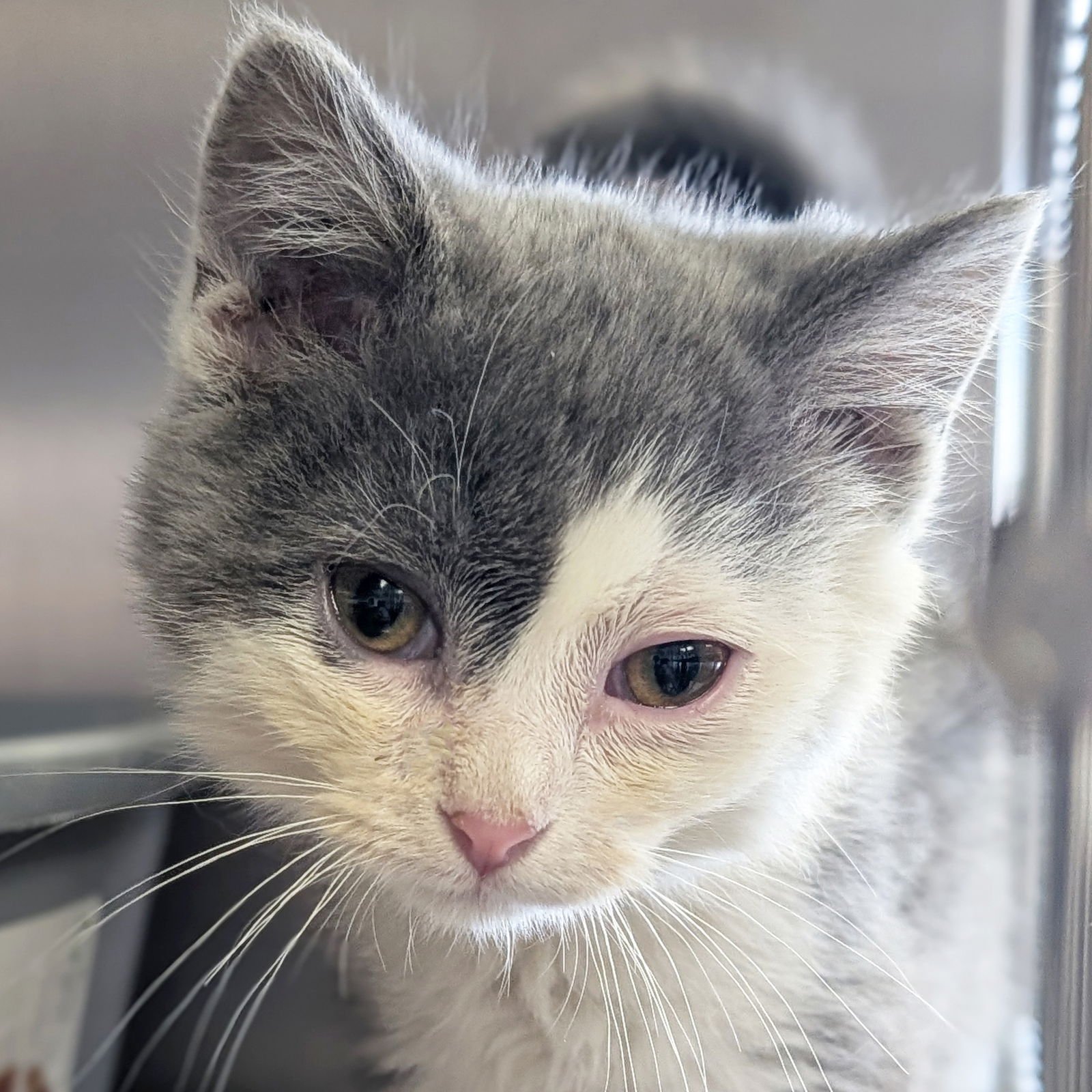 KIWI - Domestic Short Hair available for adoption