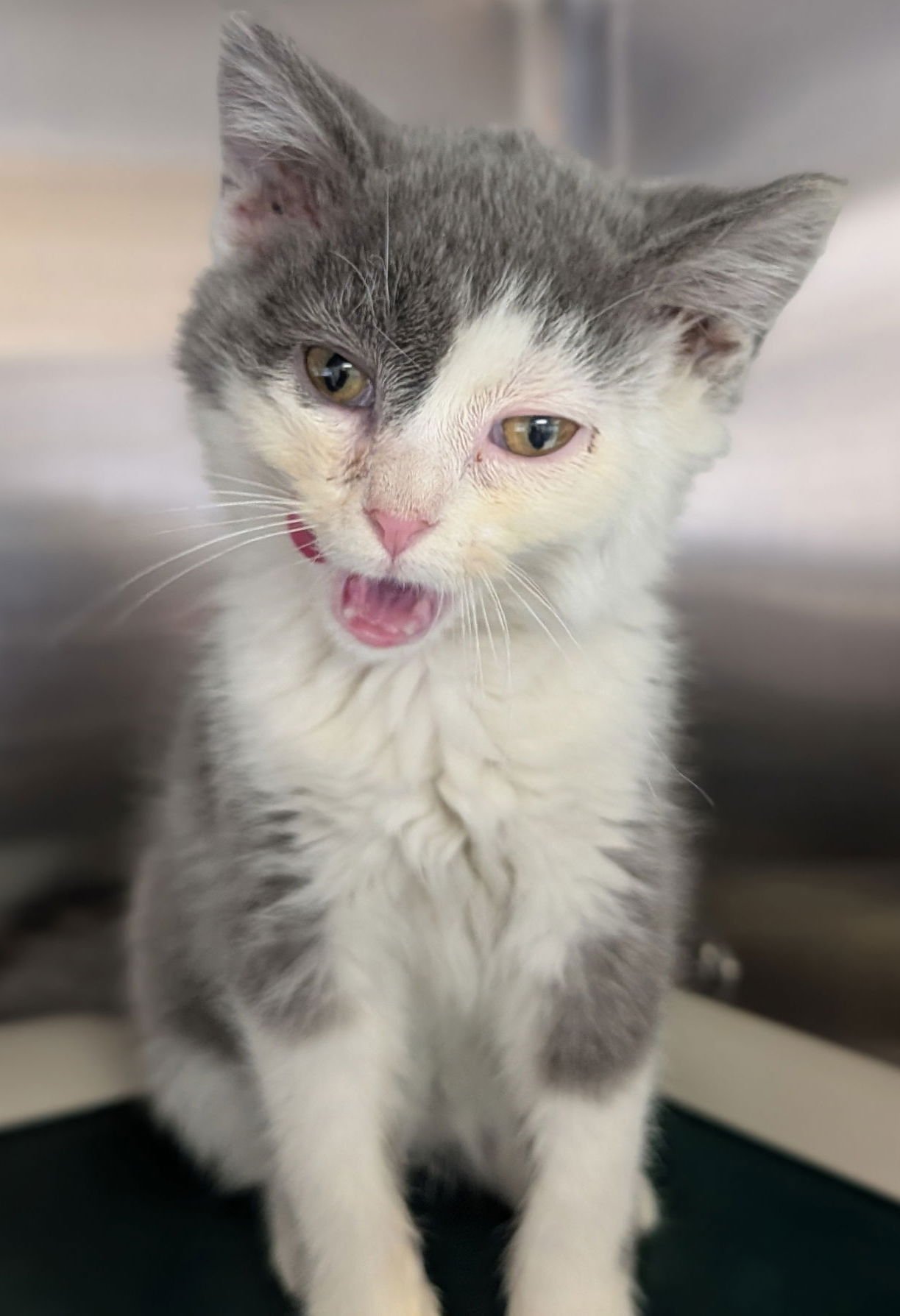 KIWI - Domestic Short Hair available for adoption