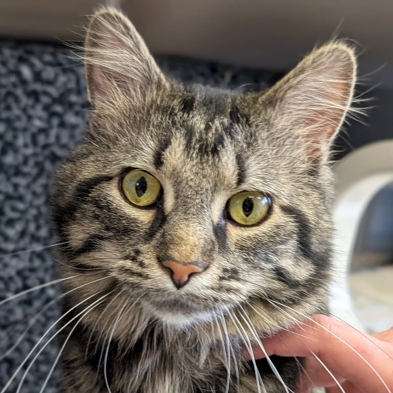 Saffron - Reduced Fee! Image