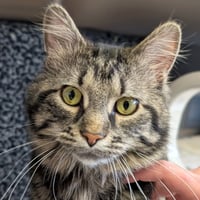 Saffron - Reduced Fee! - Photo 1