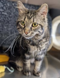 Saffron - Reduced Fee! - Photo 2