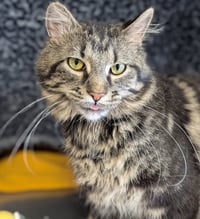 Saffron - Reduced Fee! - Photo 3