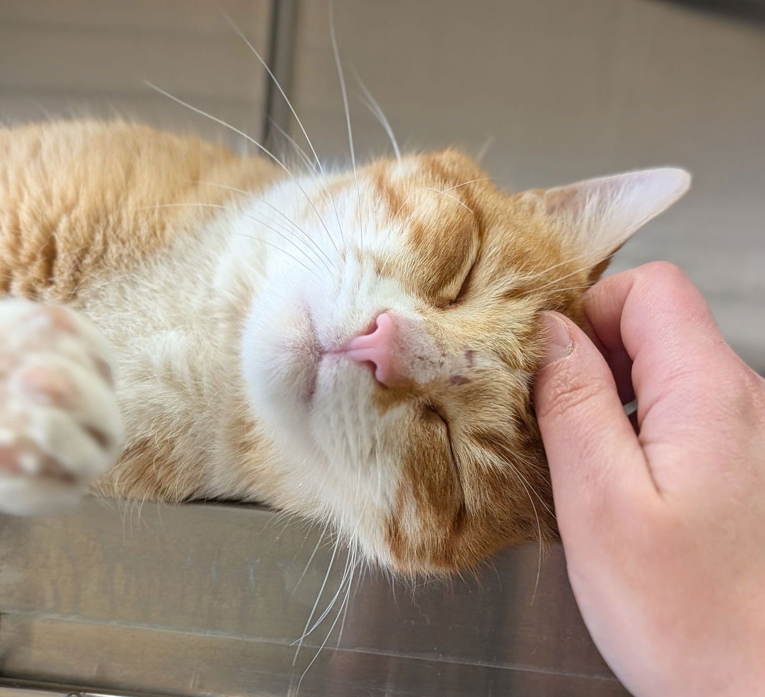 BENITO - Domestic Short Hair available for adoption