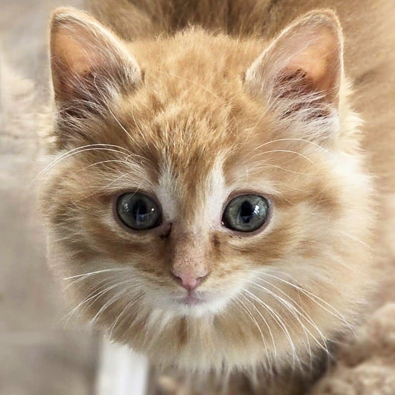 ANYA - Domestic Long Hair available for adoption