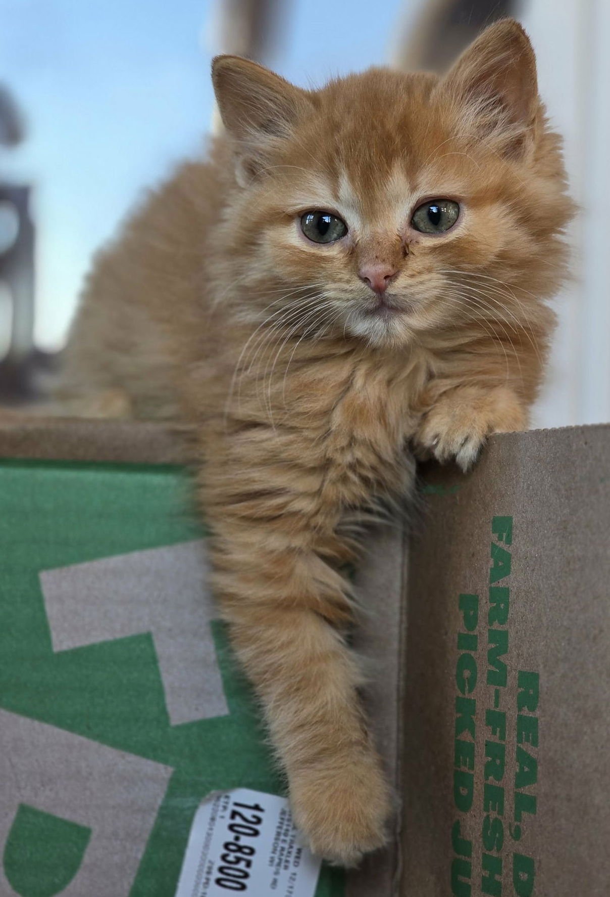 ANYA - Domestic Long Hair available for adoption