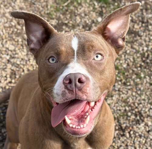 CALI - Pit Bull Terrier available for adoption