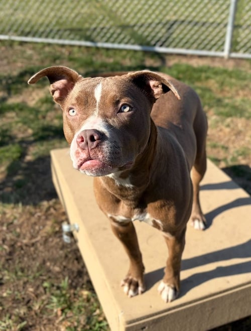 CALI - Pit Bull Terrier available for adoption