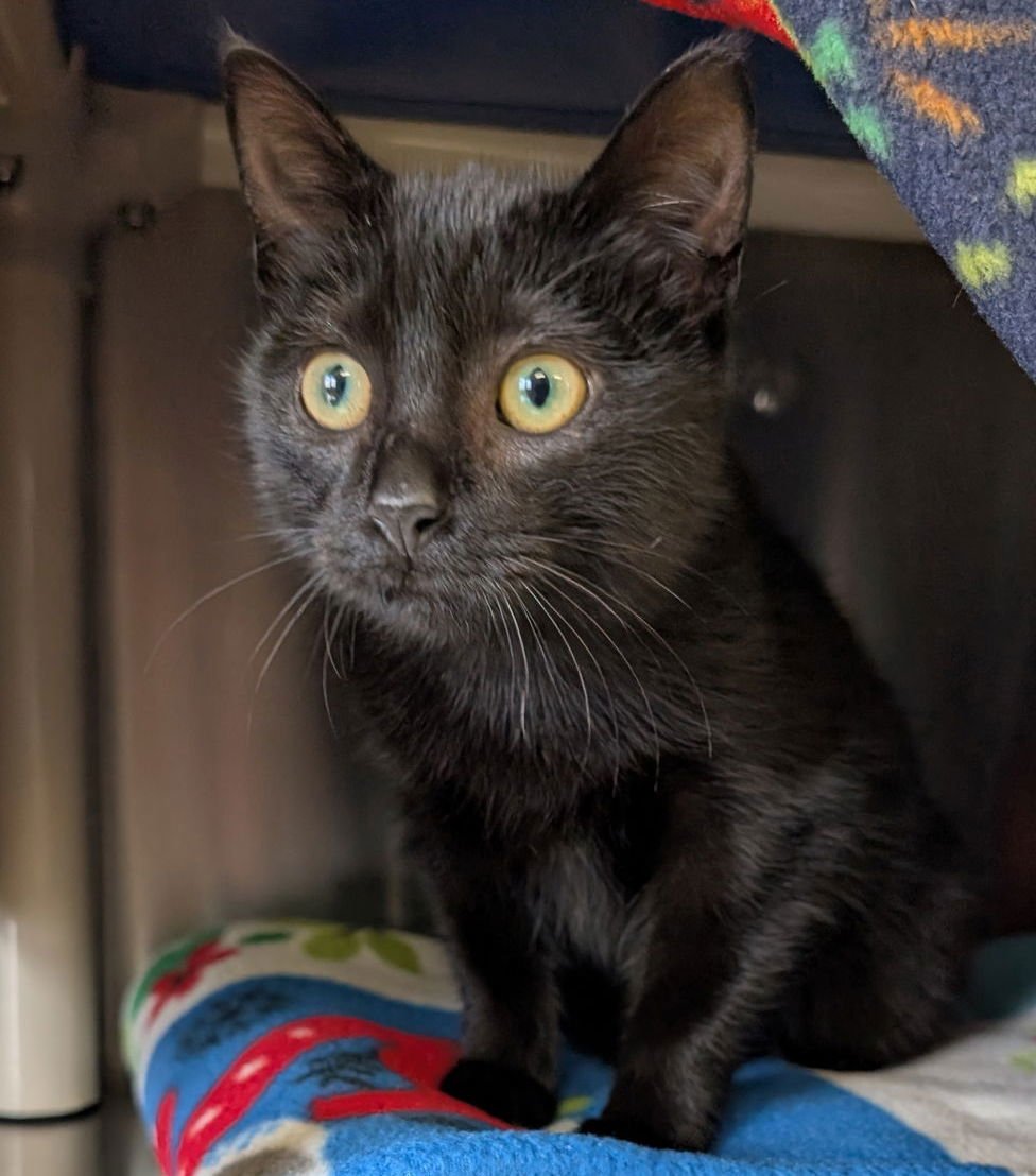 DIAMOND - Domestic Short Hair available for adoption