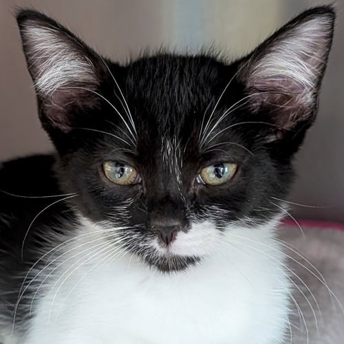 BREEZY - Domestic Short Hair available for adoption