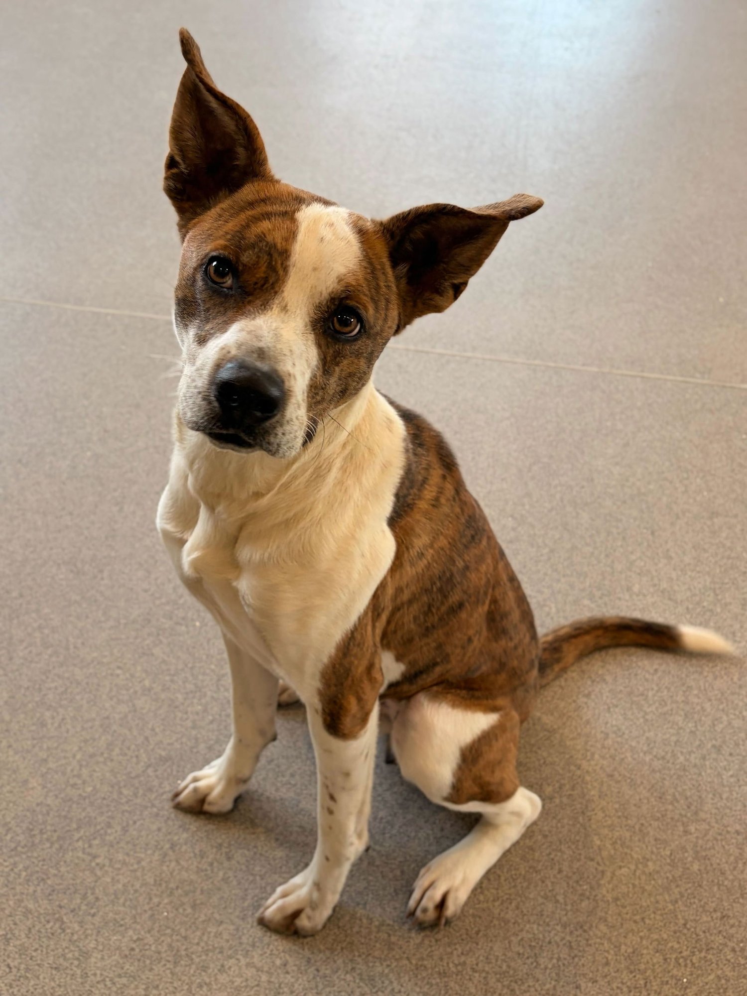 DELTA - Terrier available for adoption