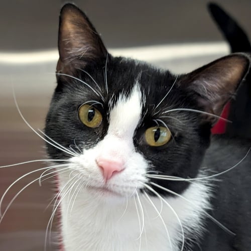 POLLY - Domestic Short Hair available for adoption