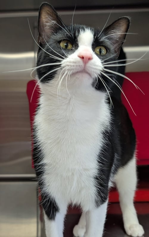 POLLY - Domestic Short Hair available for adoption