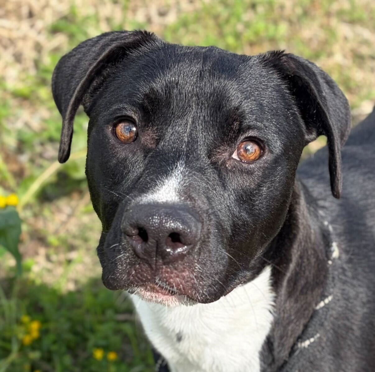 COSTNER - NAME YOUR OWN ADOPTION FEE! - Labrador Retriever available for adoption