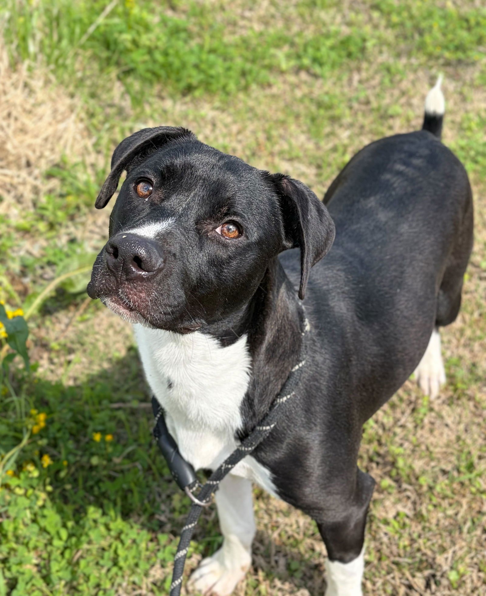COSTNER - NAME YOUR OWN ADOPTION FEE! - Labrador Retriever available for adoption