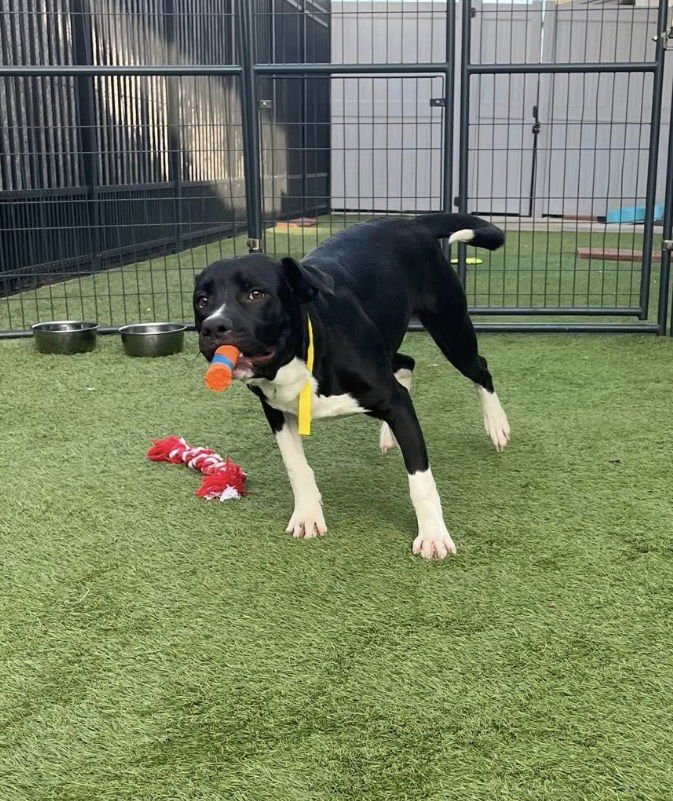 Costner - Name Your Own Adoption Fee! - Photo 3