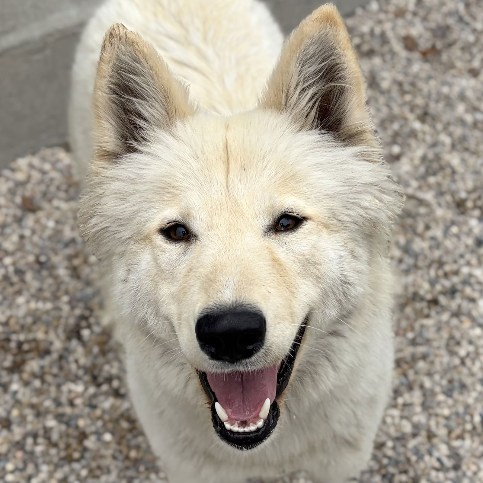 AUDREY - Husky available for adoption