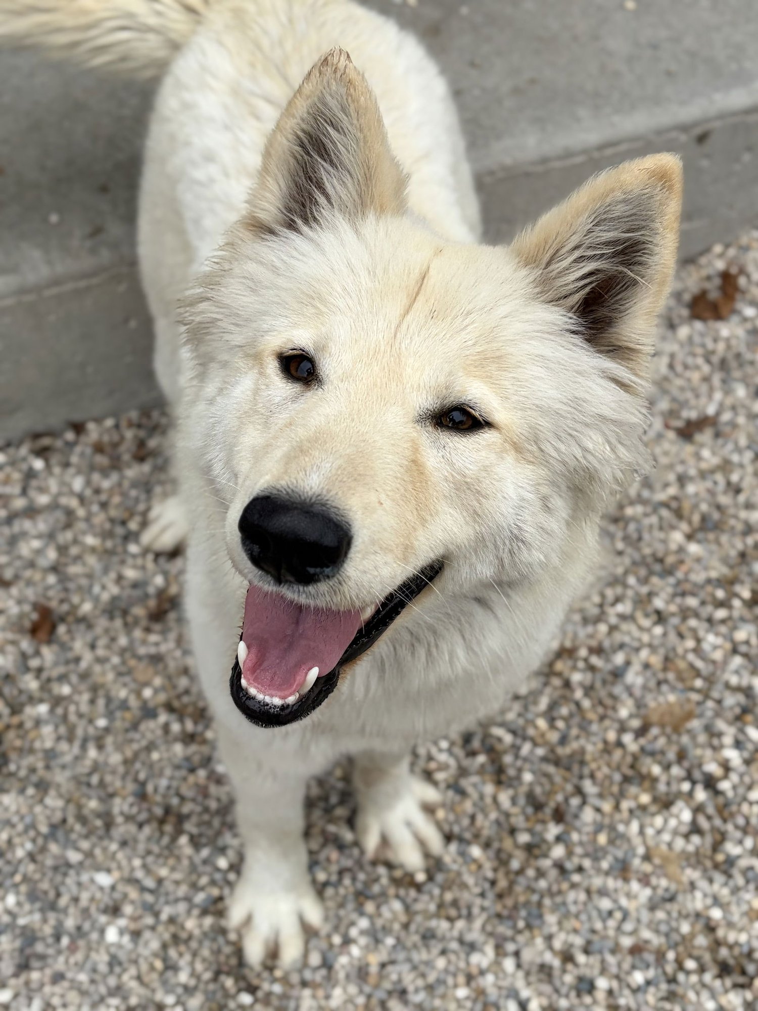 AUDREY - Husky available for adoption