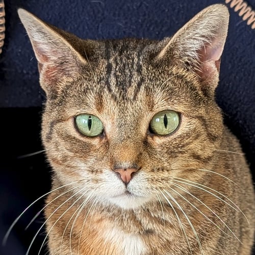 JESSE - Domestic Short Hair available for adoption