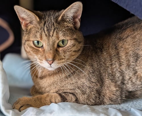 JESSE - Domestic Short Hair available for adoption