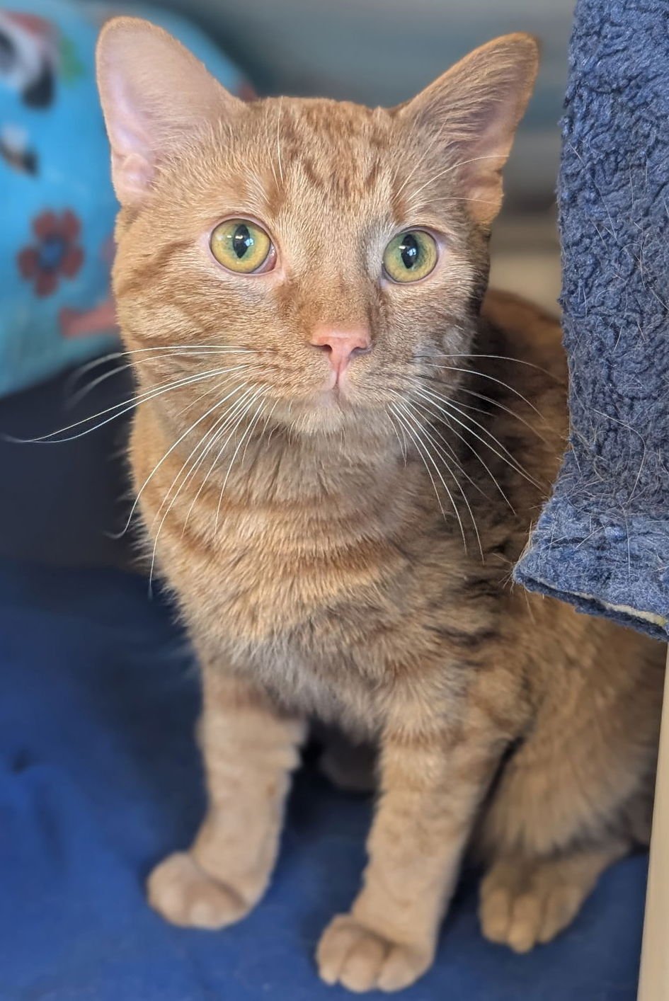 ZIG ZAG - Domestic Short Hair available for adoption