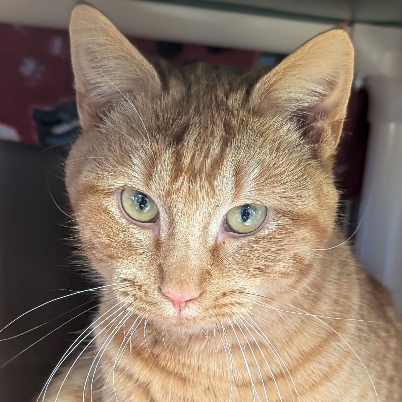 SHRIMP - Domestic Short Hair available for adoption