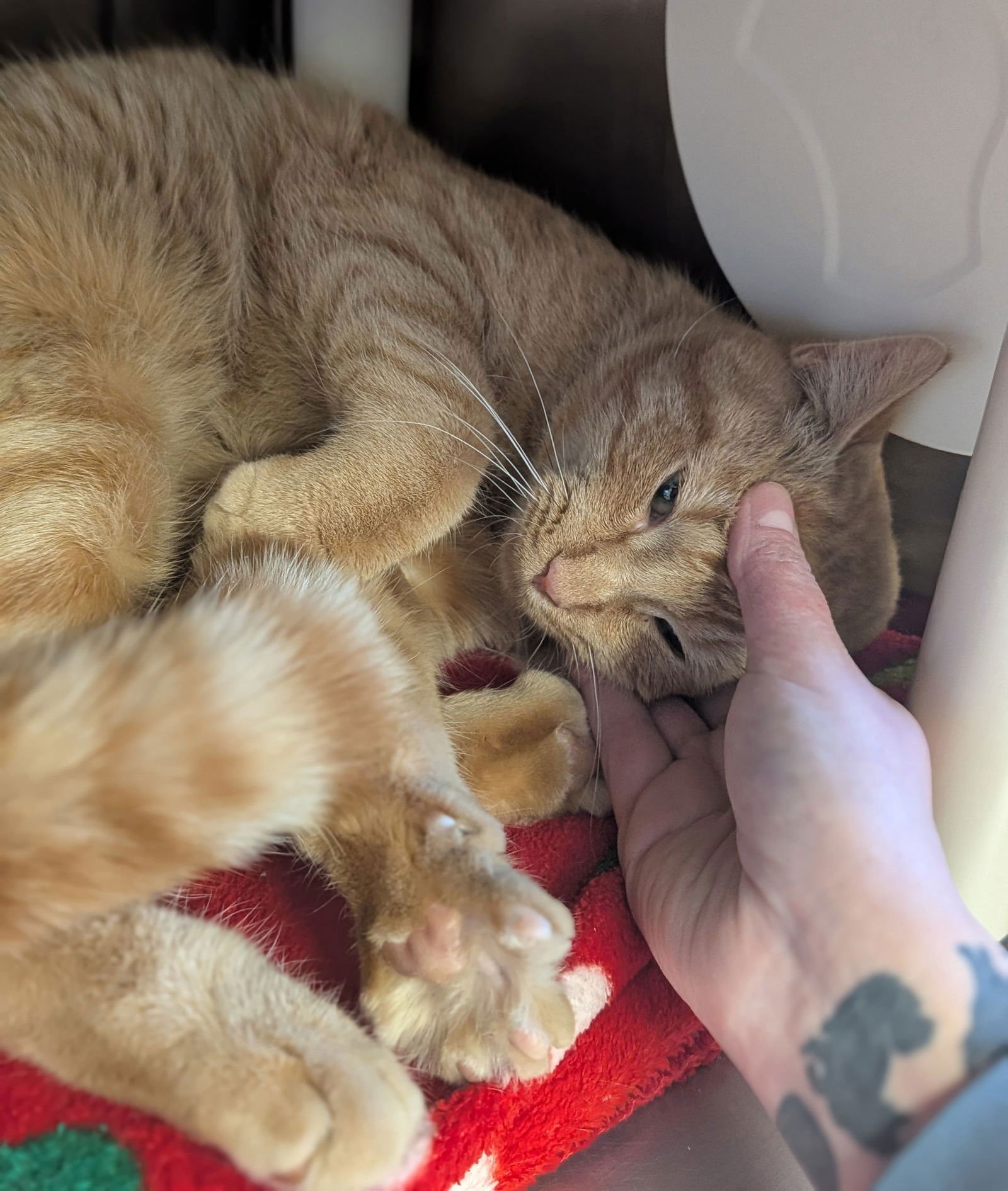 SHRIMP - Domestic Short Hair available for adoption