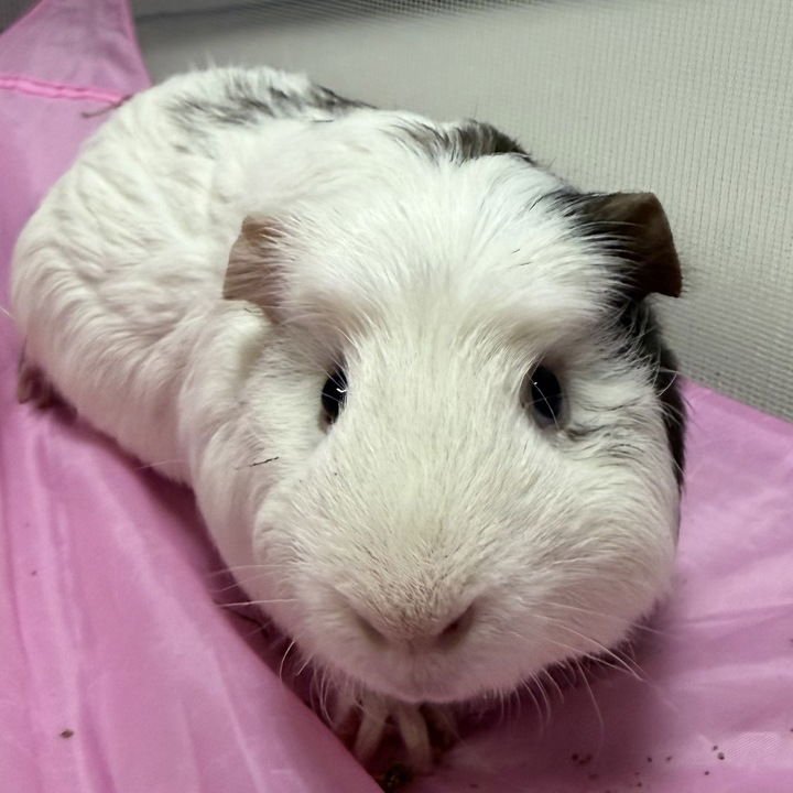 MOCHI - NAME YOUR OWN ADOPTION FEE! - Guinea Pig available for adoption