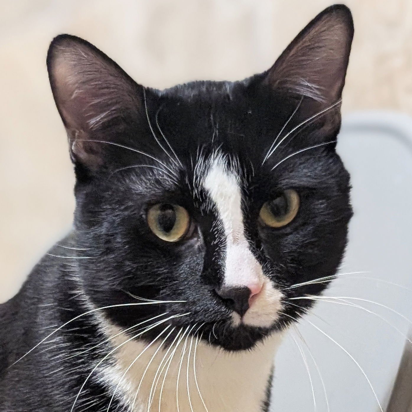 PINKI - REDUCED FEE! - Domestic Short Hair available for adoption