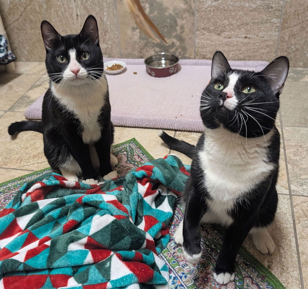 PINKI - REDUCED FEE! - Domestic Short Hair available for adoption