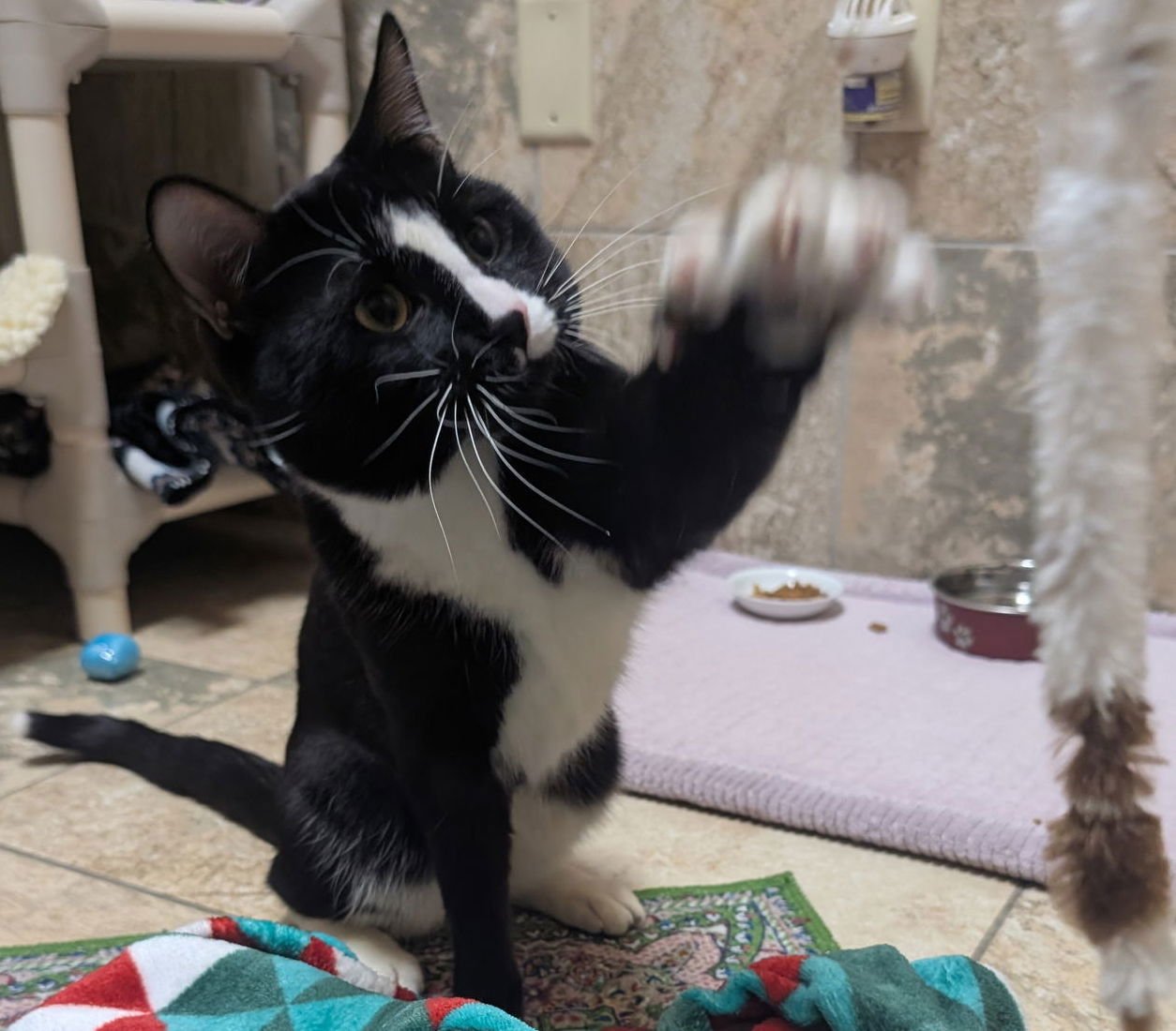 Pinki - Reduced Fee! - Photo 3