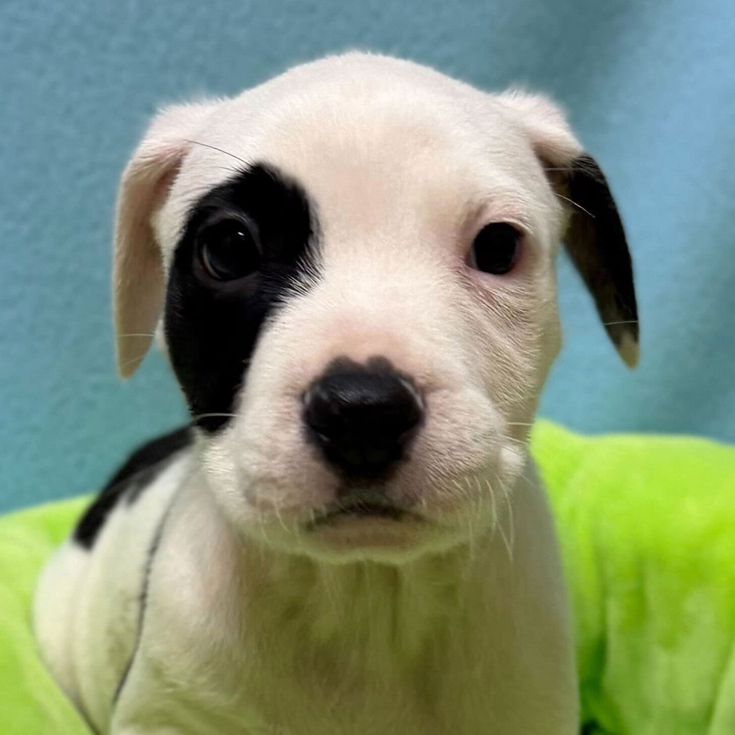 BENJI - IN FOSTER! - Terrier available for adoption