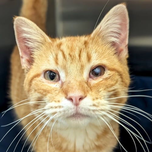 YARDSTICK - Domestic Short Hair available for adoption