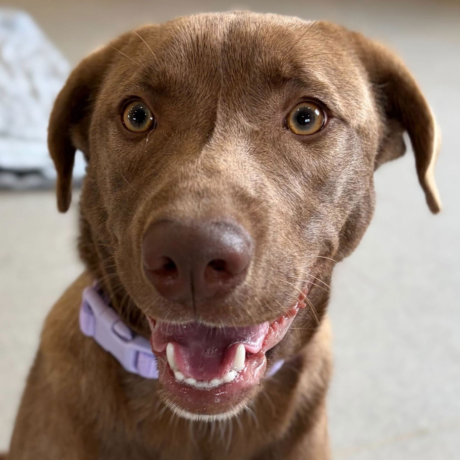 PIPER - Labrador Retriever available for adoption