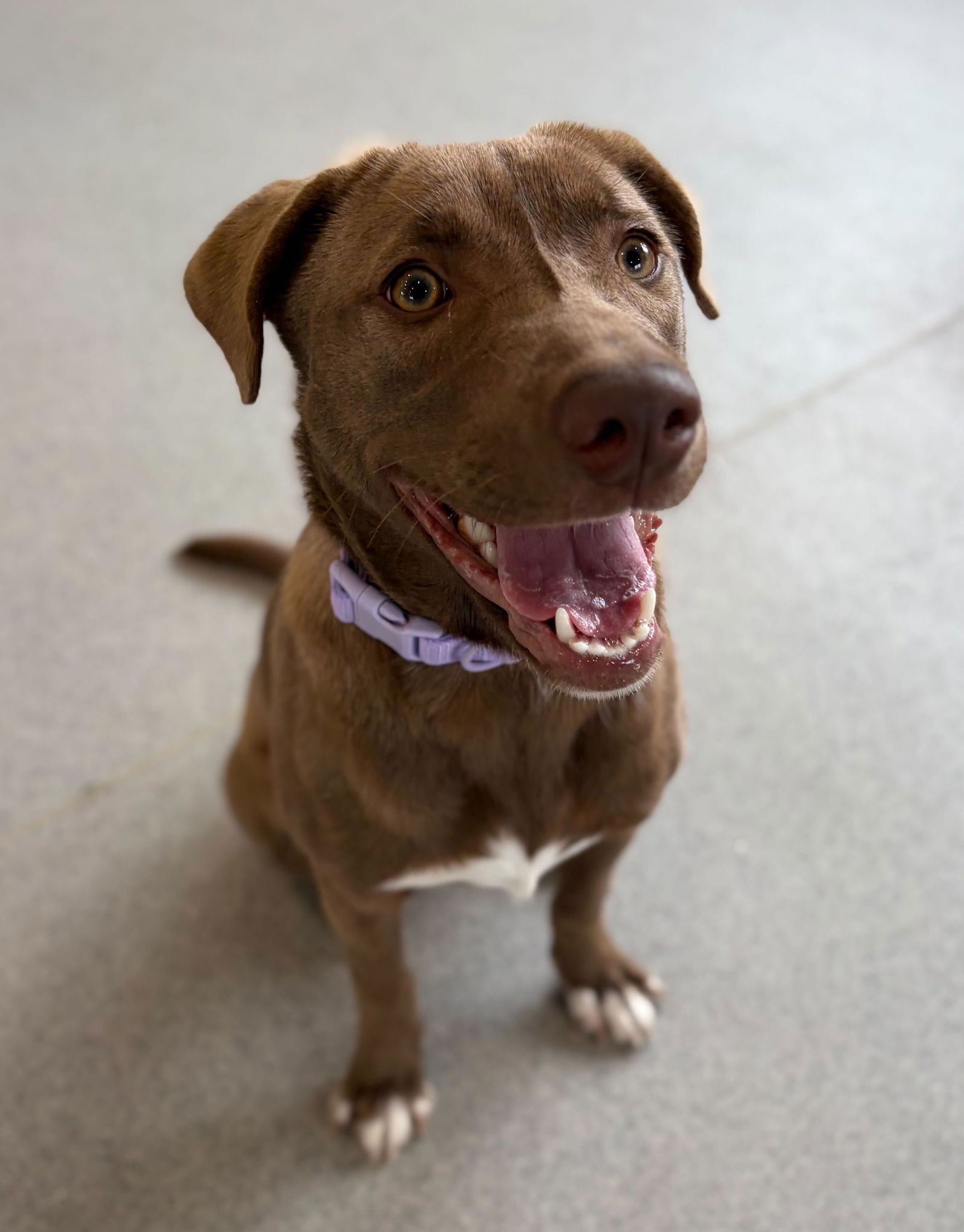 PIPER - Labrador Retriever available for adoption