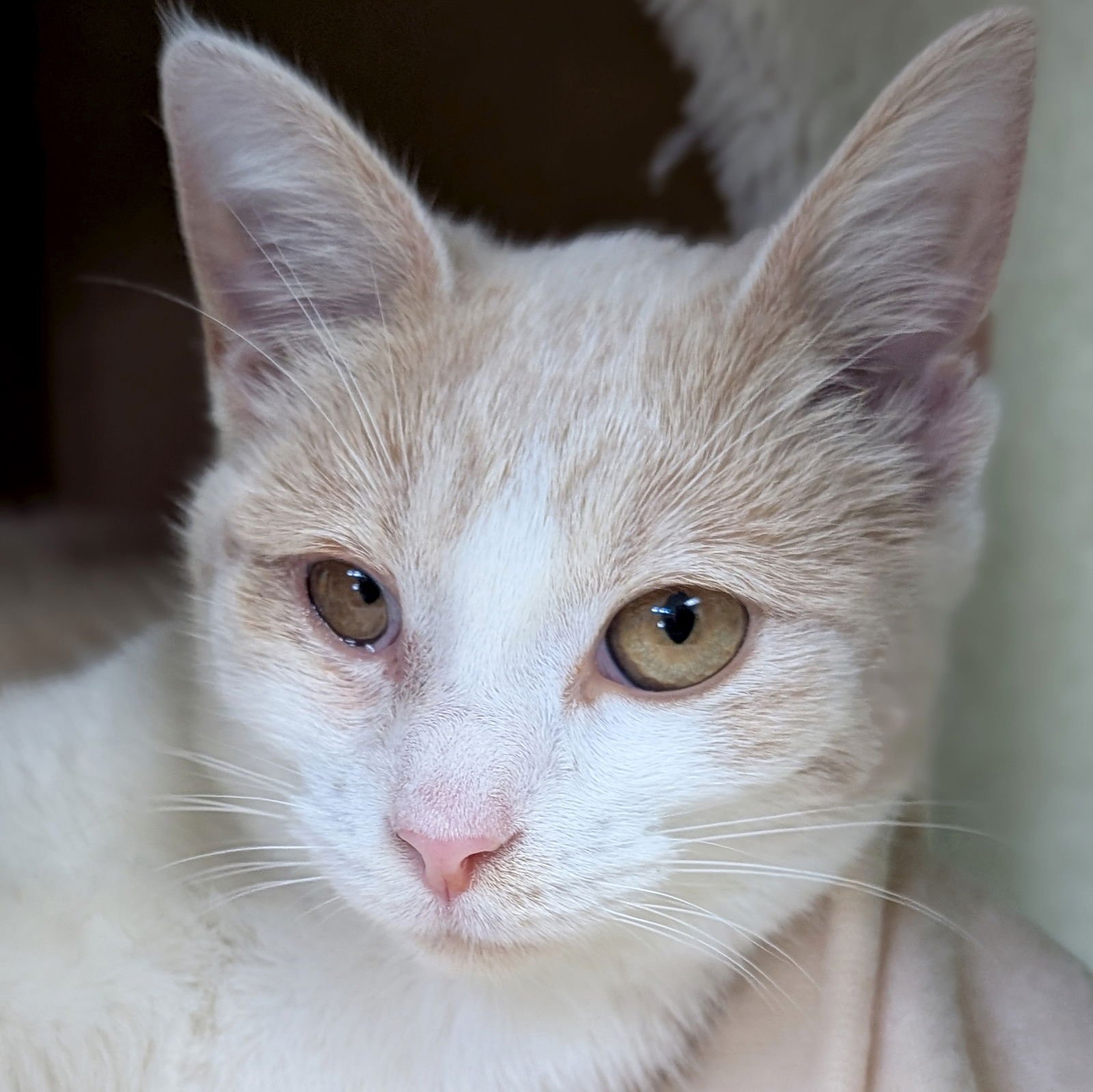 GRETL - Domestic Short Hair available for adoption