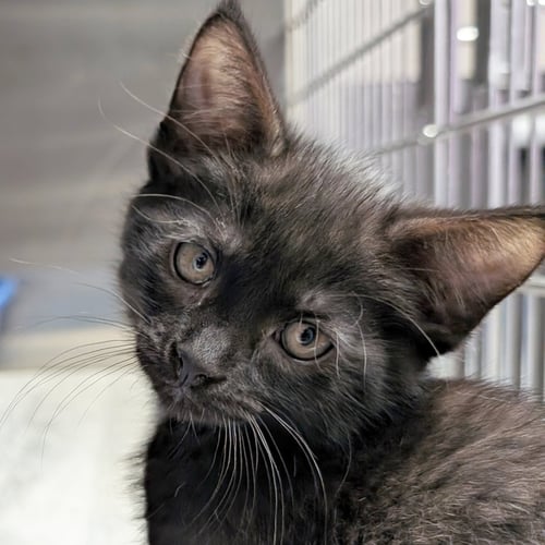 KISS - REDUCED FEE! - Domestic Short Hair available for adoption