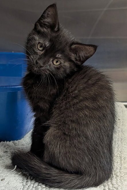 KISS - REDUCED FEE! - Domestic Short Hair available for adoption