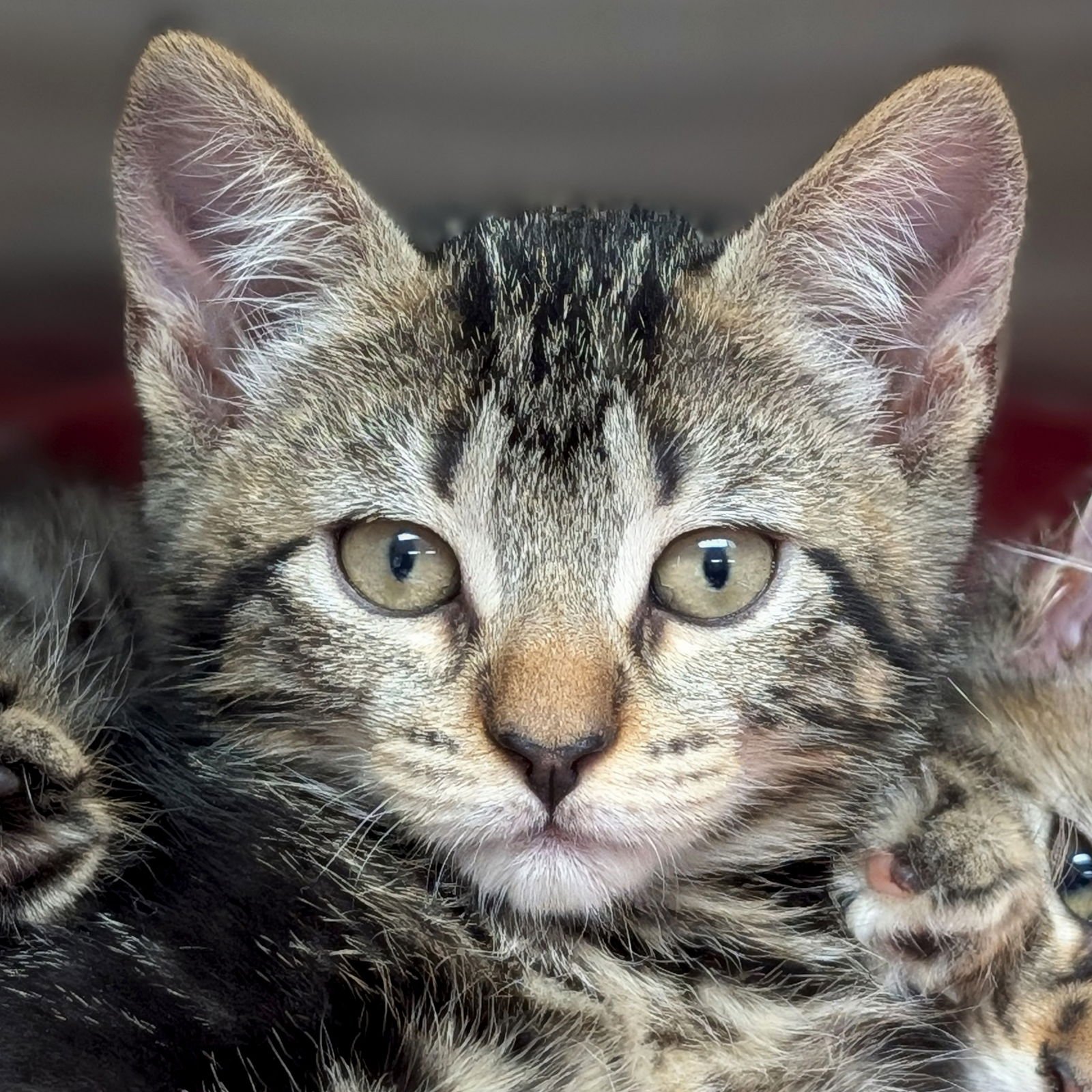 SHREK - REDUCED FEE! - Domestic Short Hair available for adoption