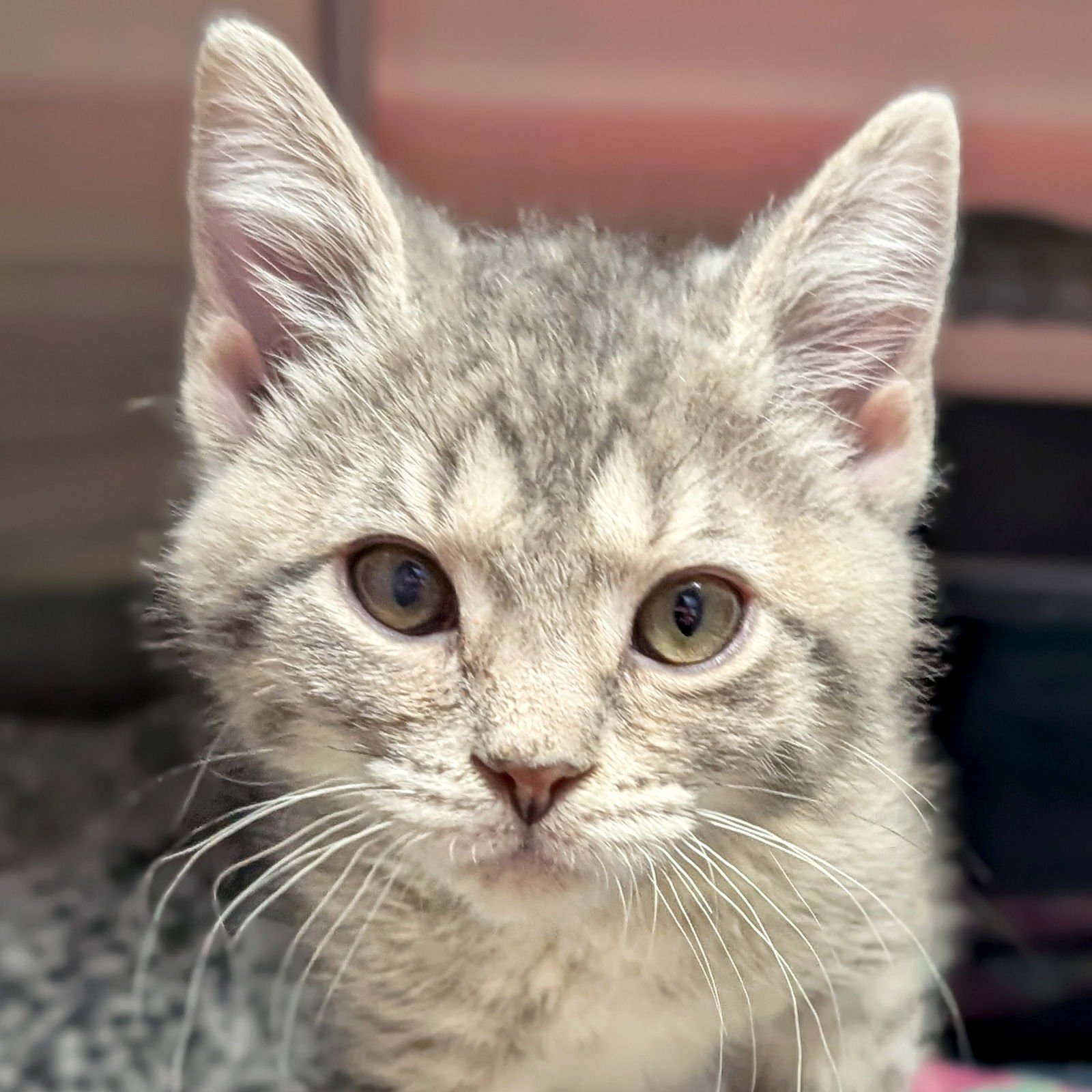 BORA BORA - REDUCED FEE! - Domestic Short Hair available for adoption