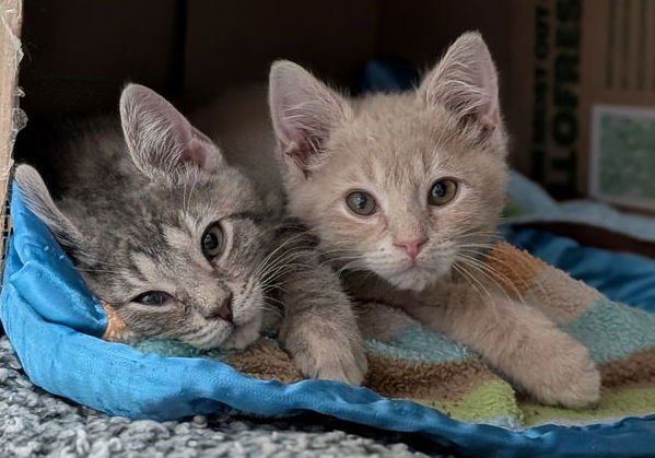 BORA BORA - REDUCED FEE! - Domestic Short Hair available for adoption