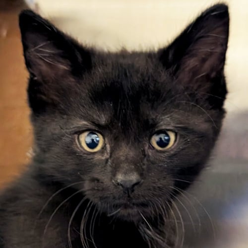 LUKE - Domestic Short Hair available for adoption