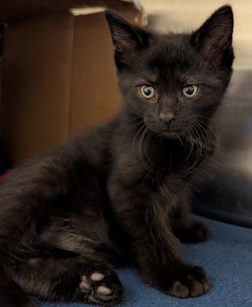 LUKE - Domestic Short Hair available for adoption