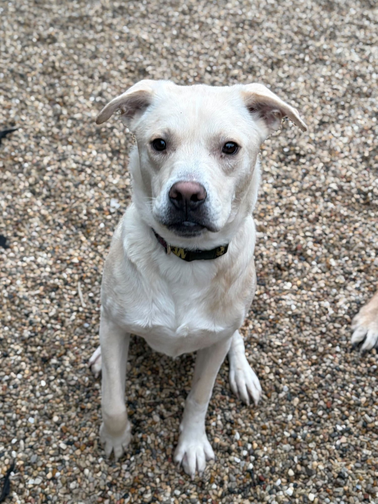 CREED - Labrador Retriever available for adoption