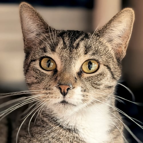 MAGGIE - Domestic Short Hair available for adoption