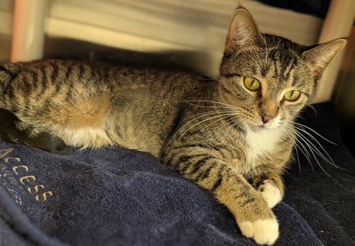 MAGGIE - Domestic Short Hair available for adoption