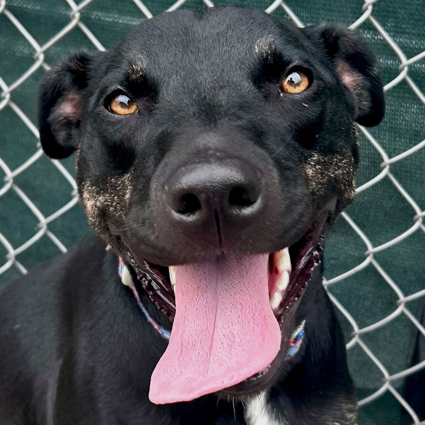ZOEY - Labrador Retriever available for adoption