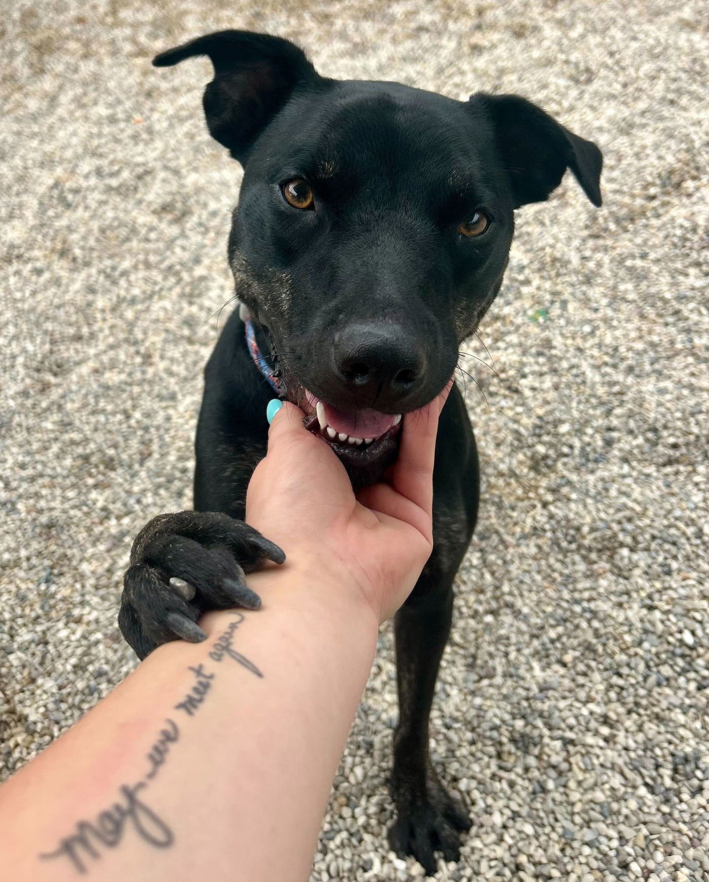 ZOEY - Labrador Retriever available for adoption
