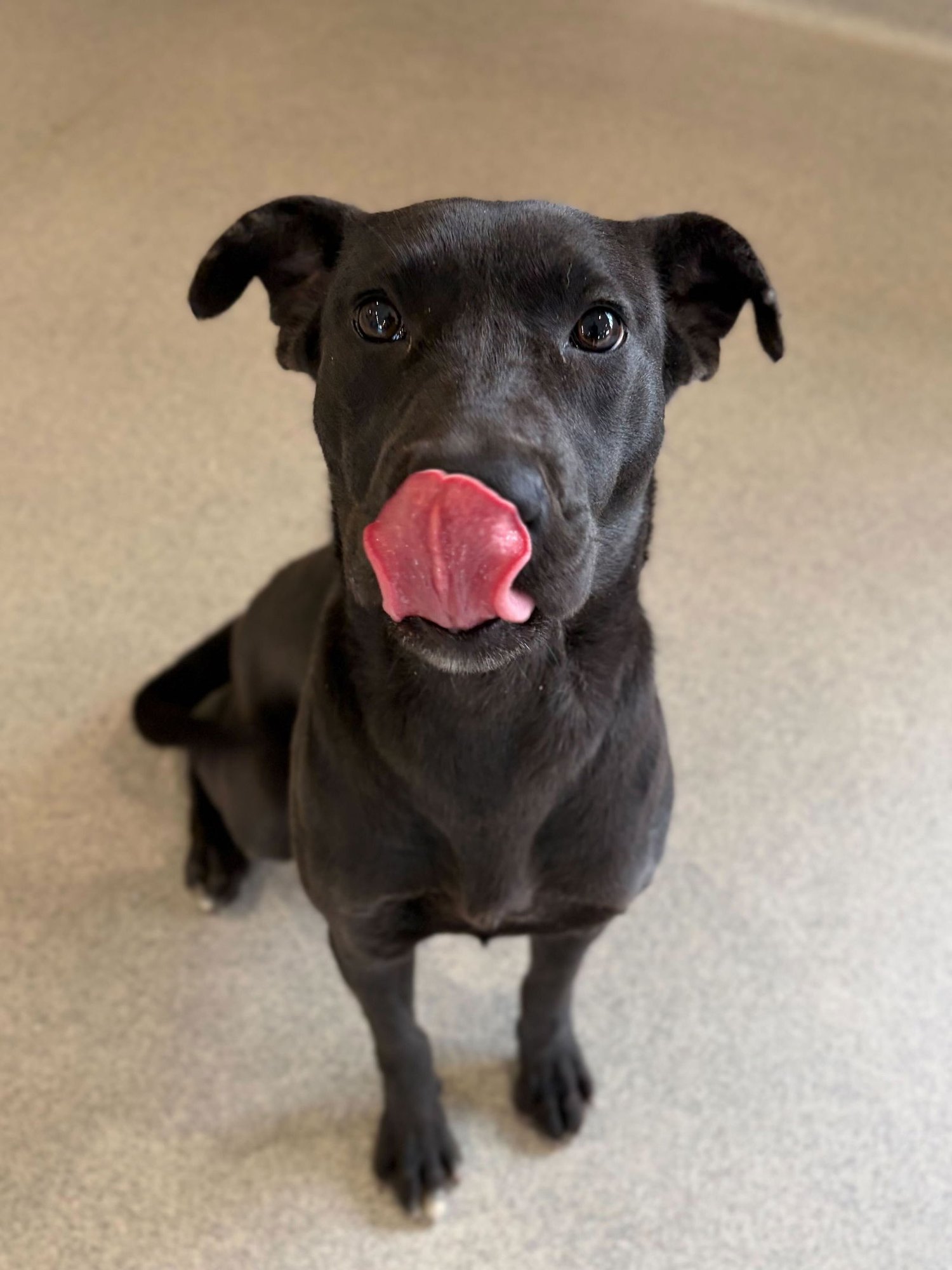 TUTTI - ADOPTION FEE PAID! - Terrier available for adoption