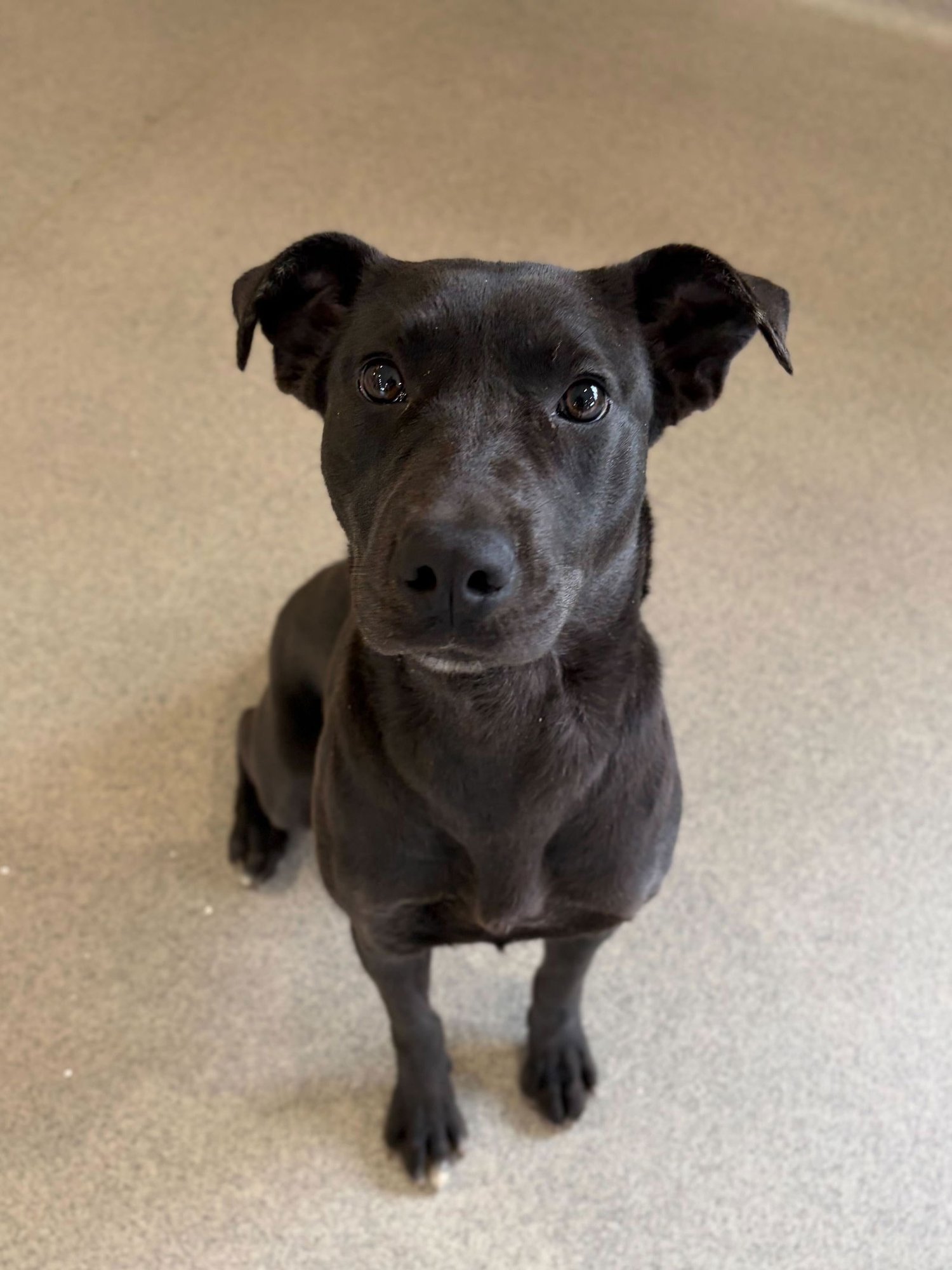 Tutti - Adoption Fee Paid! - Photo 3